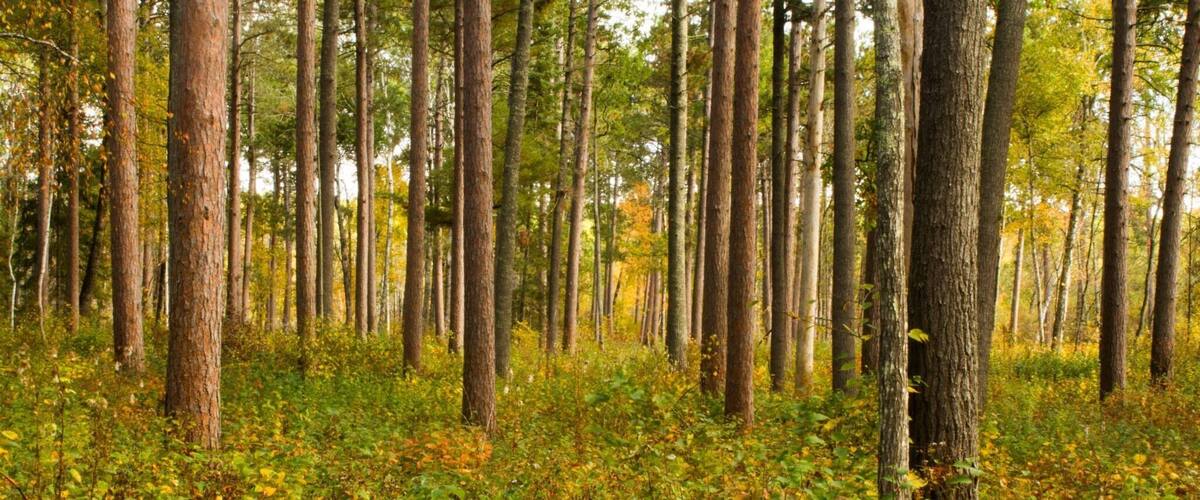 A dense forest with tall trees and underbrush.