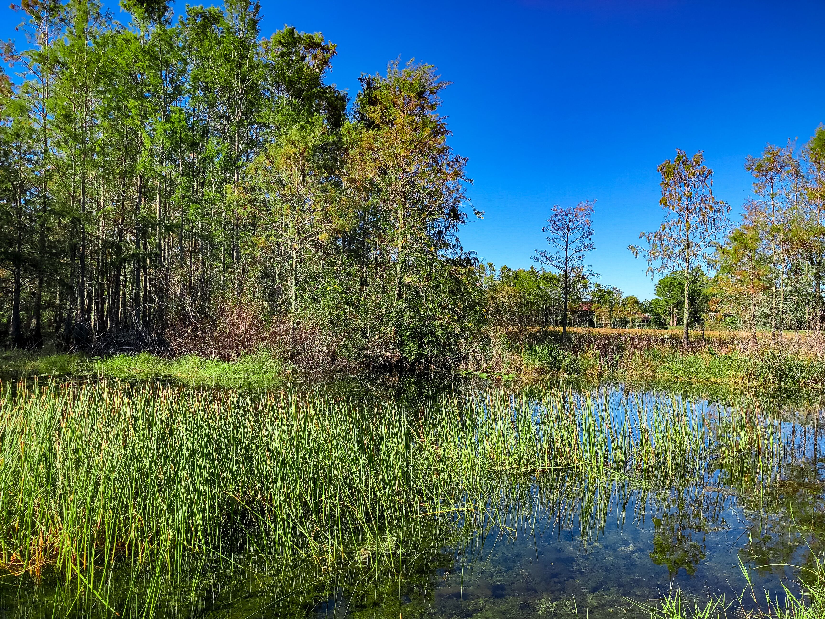 autumn swamp landscape
