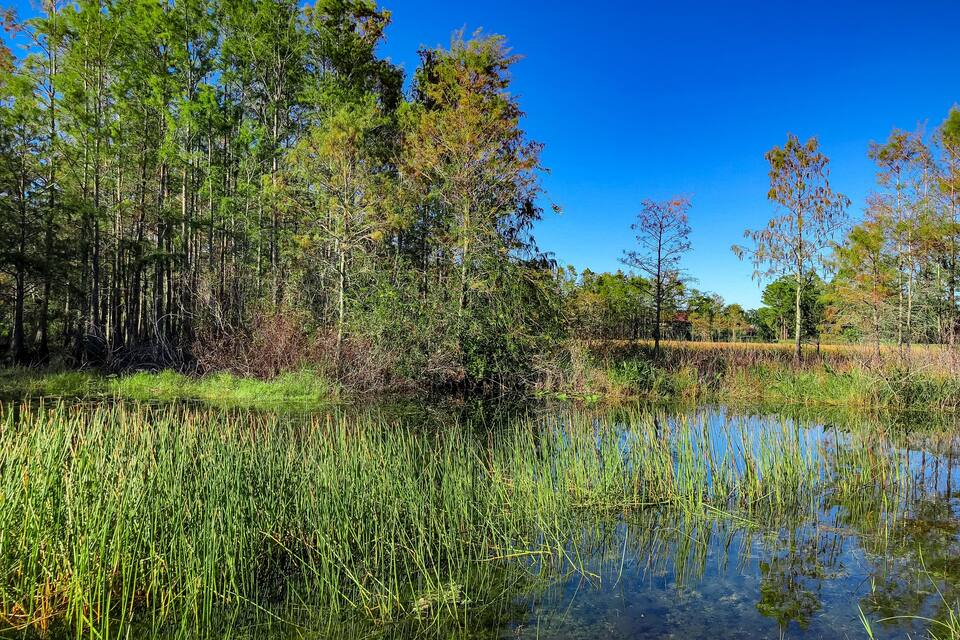 A calm pond surrounded by dense trees and tall grasses.