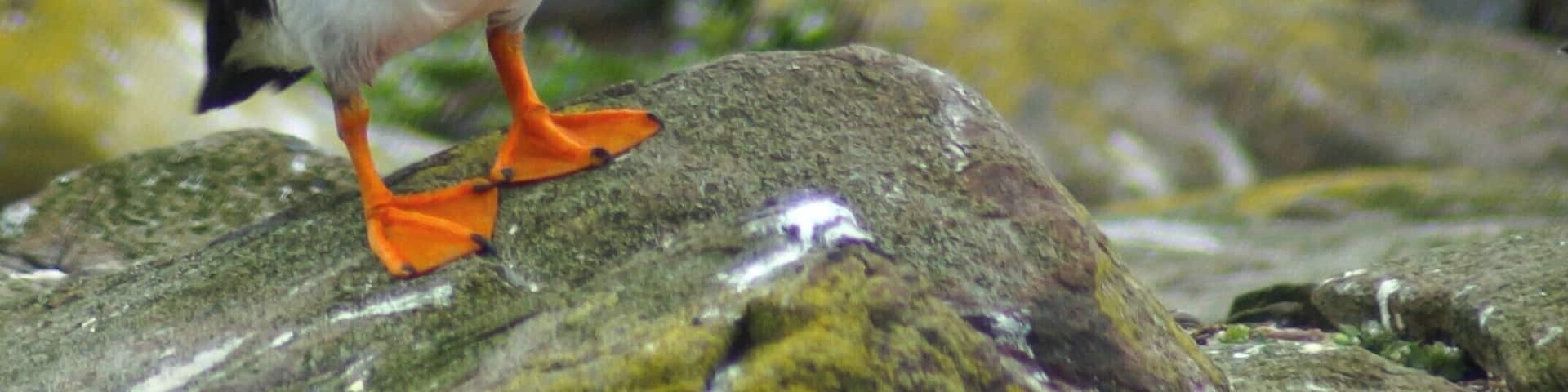 Worth a visit in nesting season