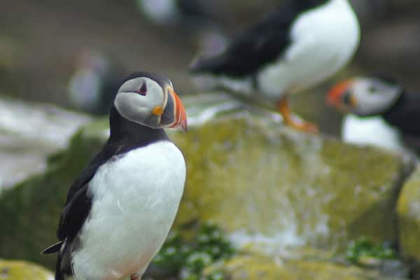 Worth a visit in nesting season