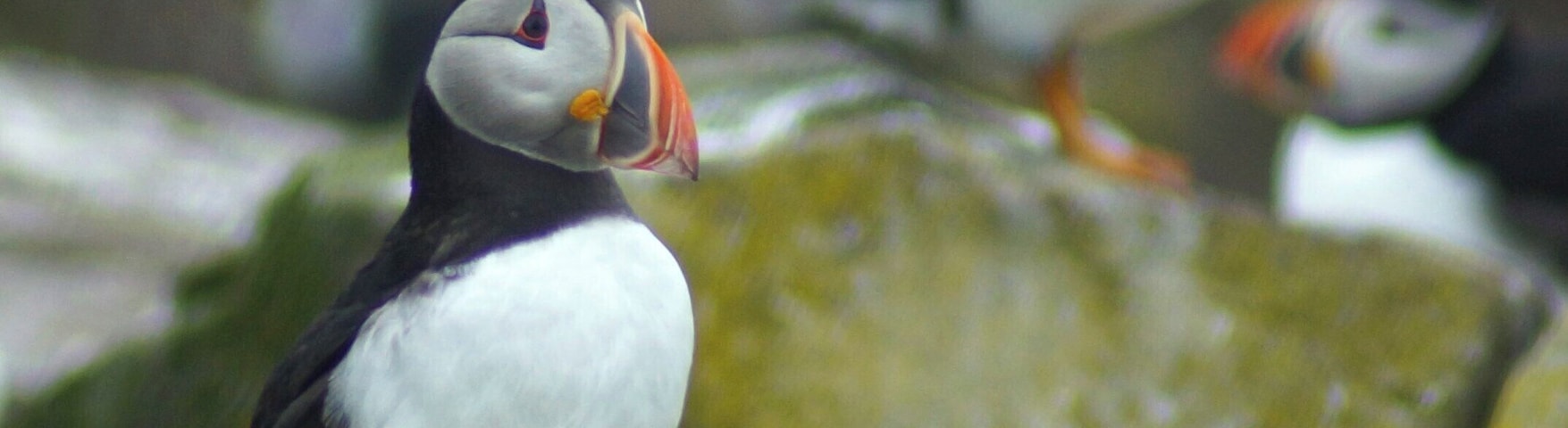 Worth a visit in nesting season
