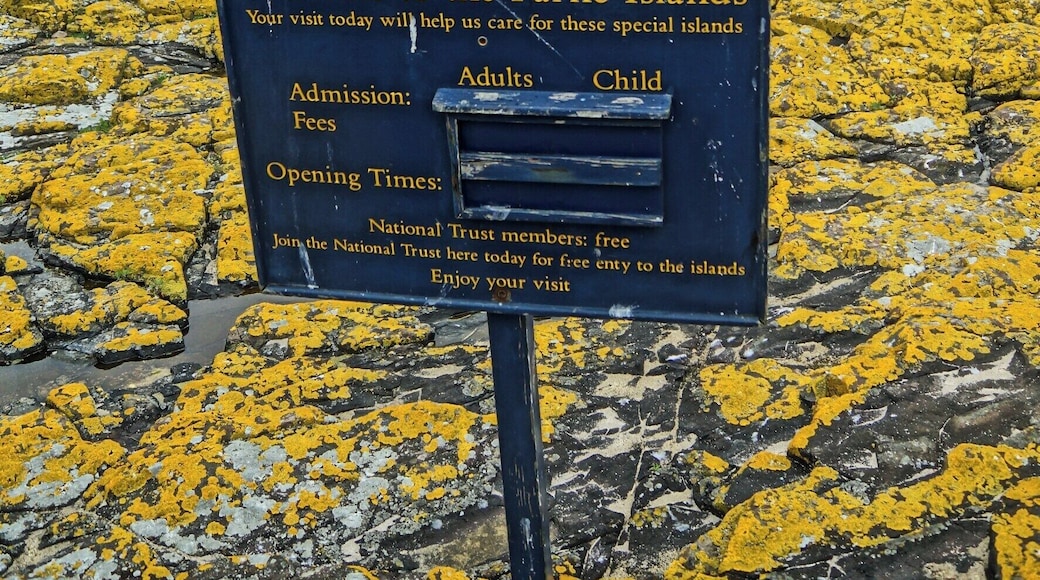 A boat trip from Seahouses onto the Farne islands is a must to see the many nesting birds.