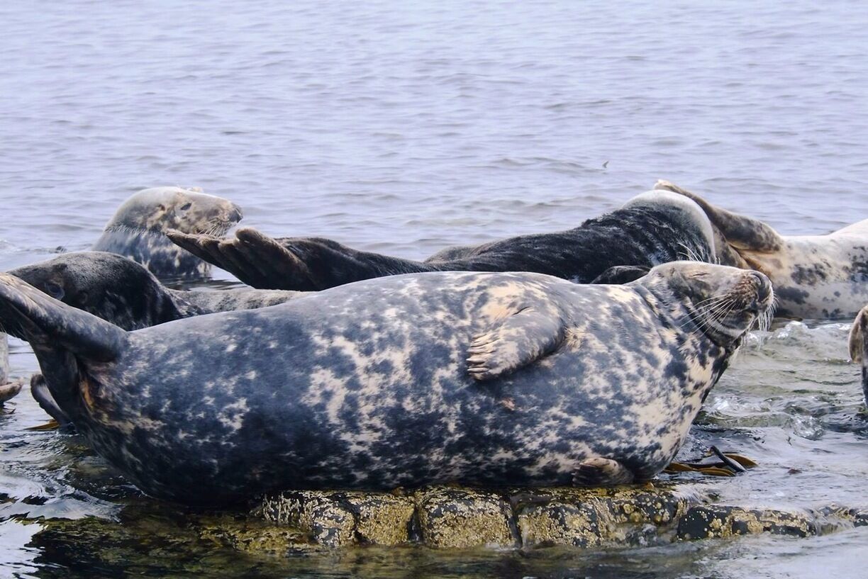 Atlantic Seal