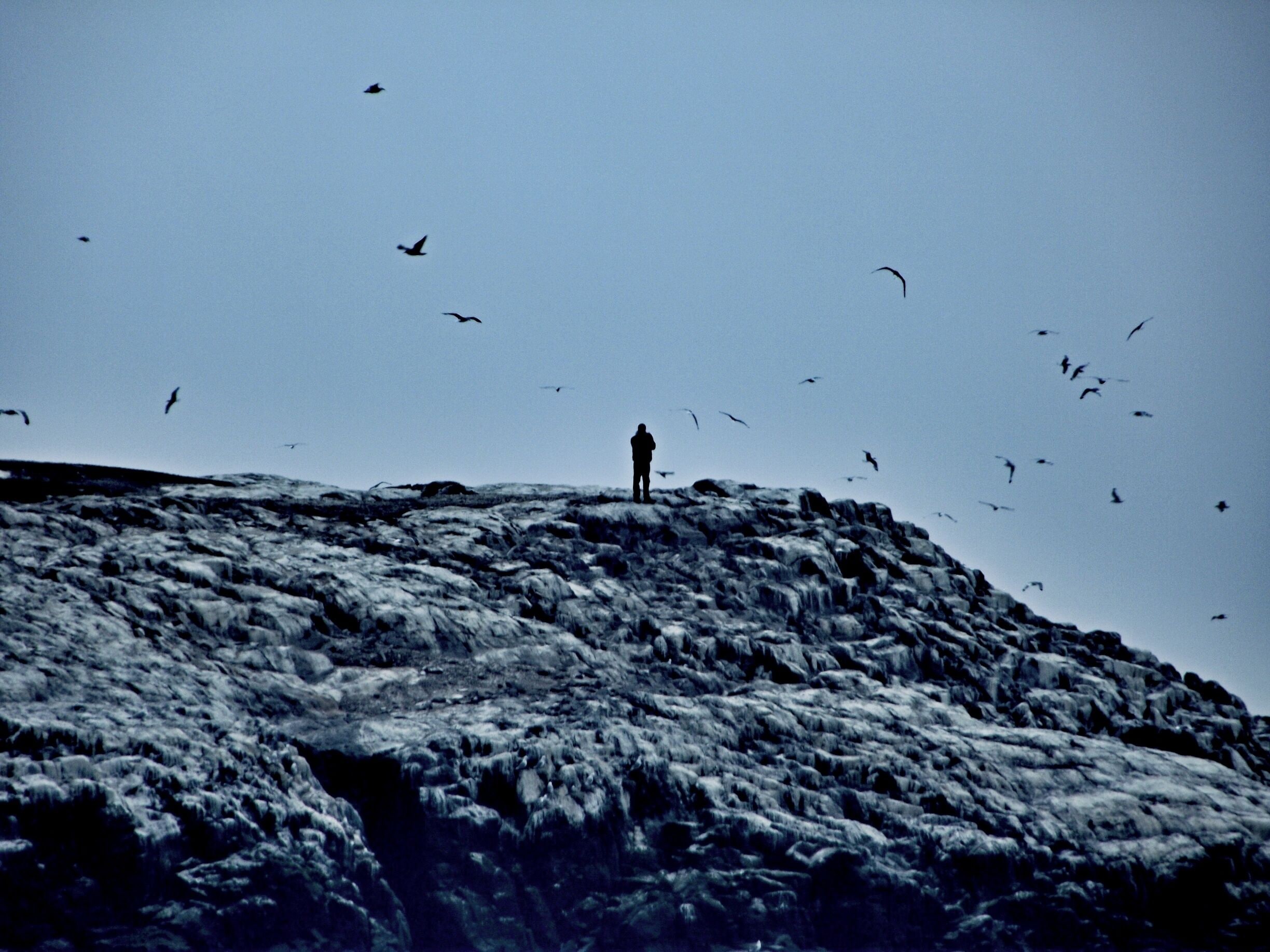 Lucky shot taken on a boat trip to the Farne Islands. 

Lovely place to take a boat trip as there is so much to see especially the seals!