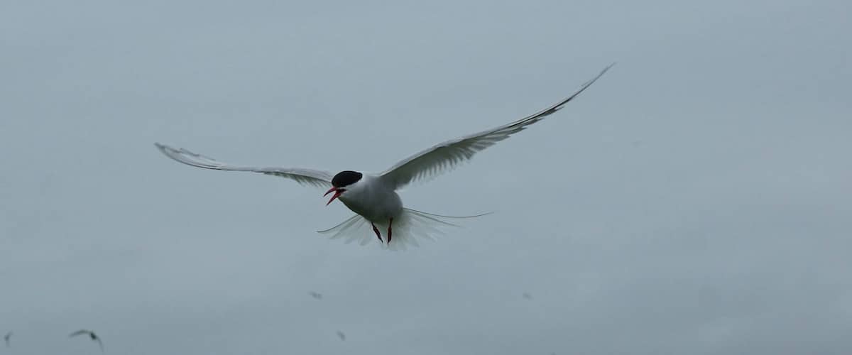 Terns, Puffins seals and much more wildlife