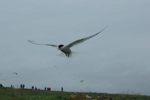 Terns, Puffins seals and much more wildlife