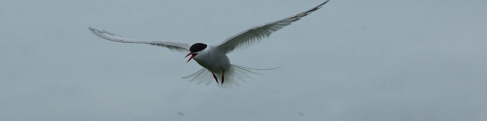 Terns, Puffins seals and much more wildlife