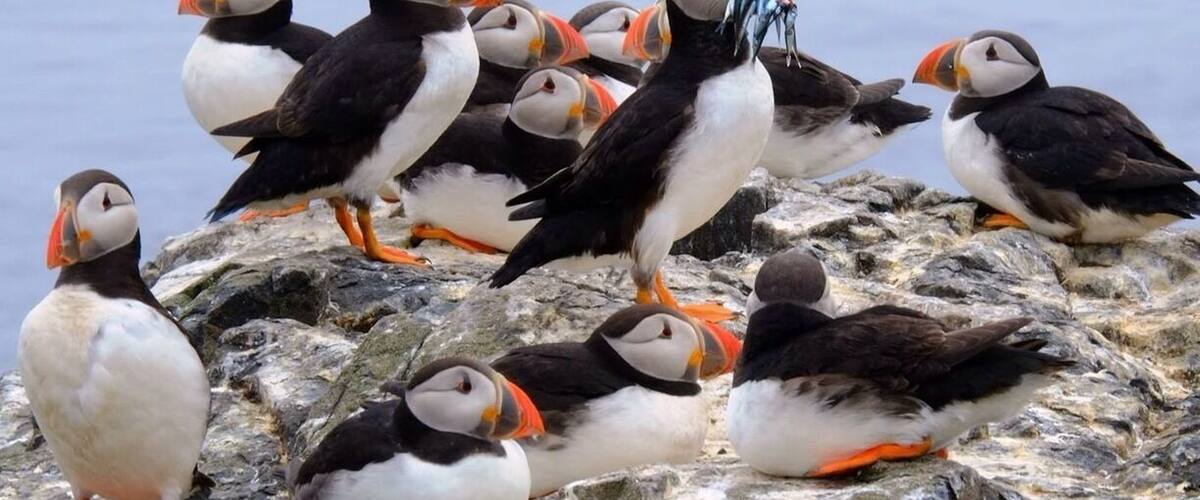 Puffins have a special technique of flying underwater. After few minutes spent underwater they return to the cliffs with their beaks full of sea eals