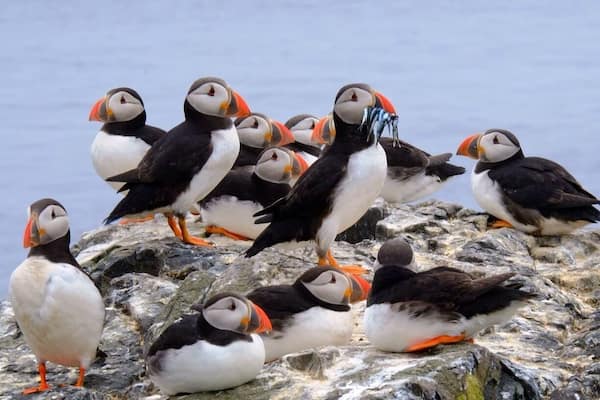 Puffins have a special technique of flying underwater. After few minutes spent underwater they return to the cliffs with their beaks full of sea eals