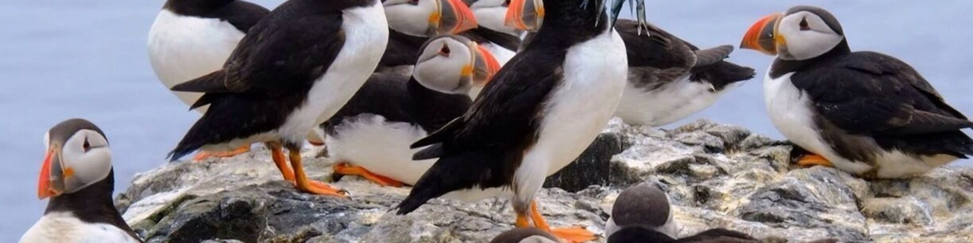 Puffins have a special technique of flying underwater. After few minutes spent underwater they return to the cliffs with their beaks full of sea eals