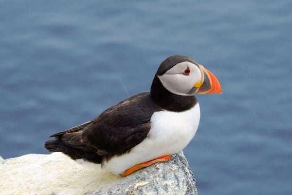 Atlantic puffin. Boat trips are available from Seahouses to Farne Islands. if you're a bird lover or just keen to spend more time on the islands you can choose the all day bird watch tour.