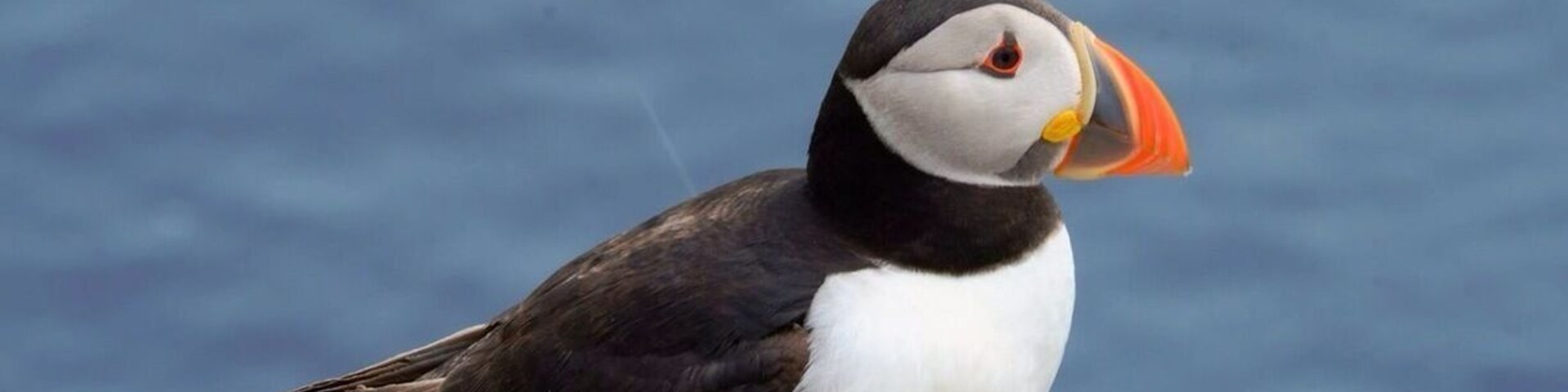 Atlantic puffin. Boat trips are available from Seahouses to Farne Islands. if you're a bird lover or just keen to spend more time on the islands you can choose the all day bird watch tour.
