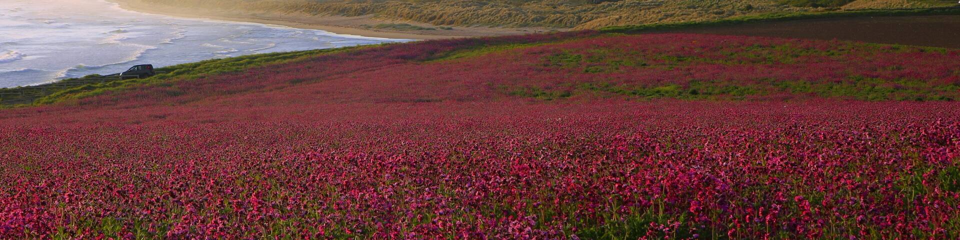 Bamburgh Castle & the pink Campions