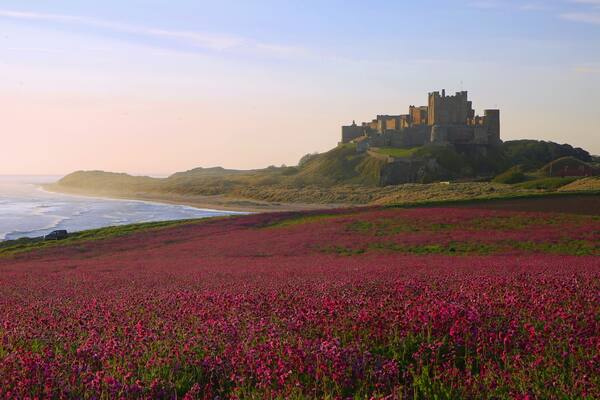 Bamburgh Castle & the pink Campions