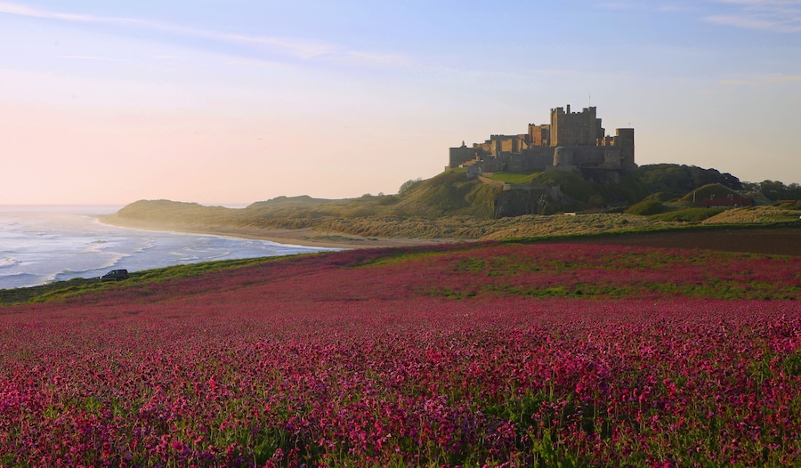 Bamburgh Castle & the pink Campions