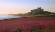 Bamburgh Castle & the pink Campions