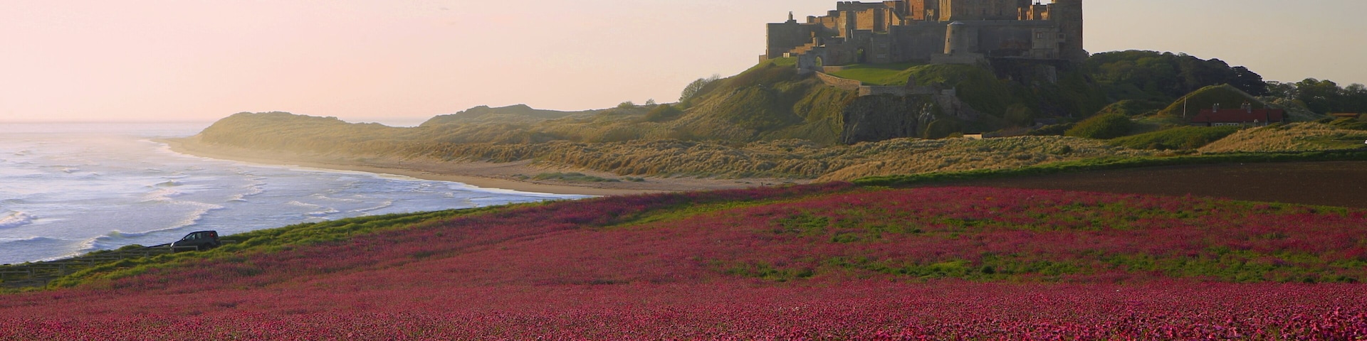 Bamburgh Castle & the pink Campions