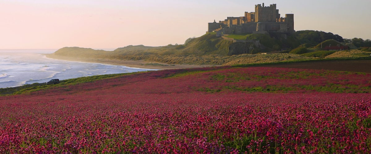 A coastal landscape with a castle on a hill, a beach with pink flowers, and the ocean.