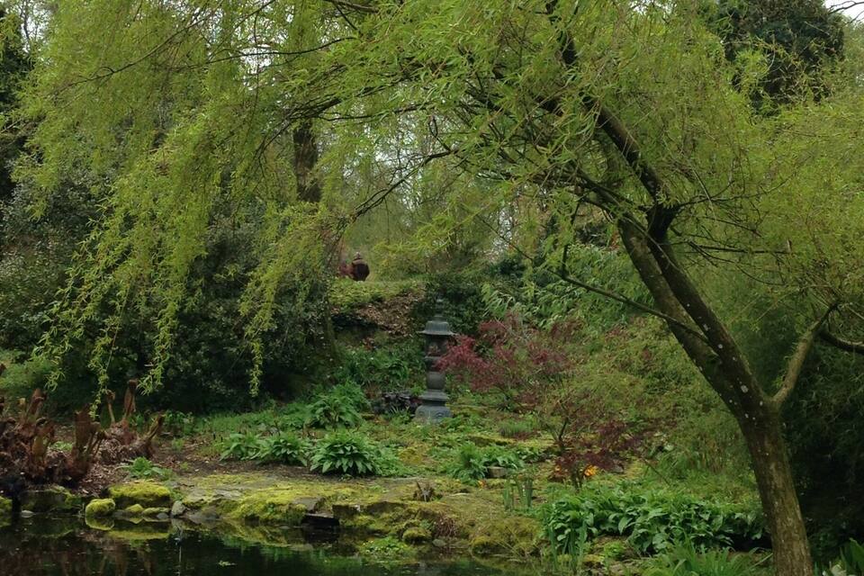 A serene pond surrounded by lush greenery and a weeping willow tree.