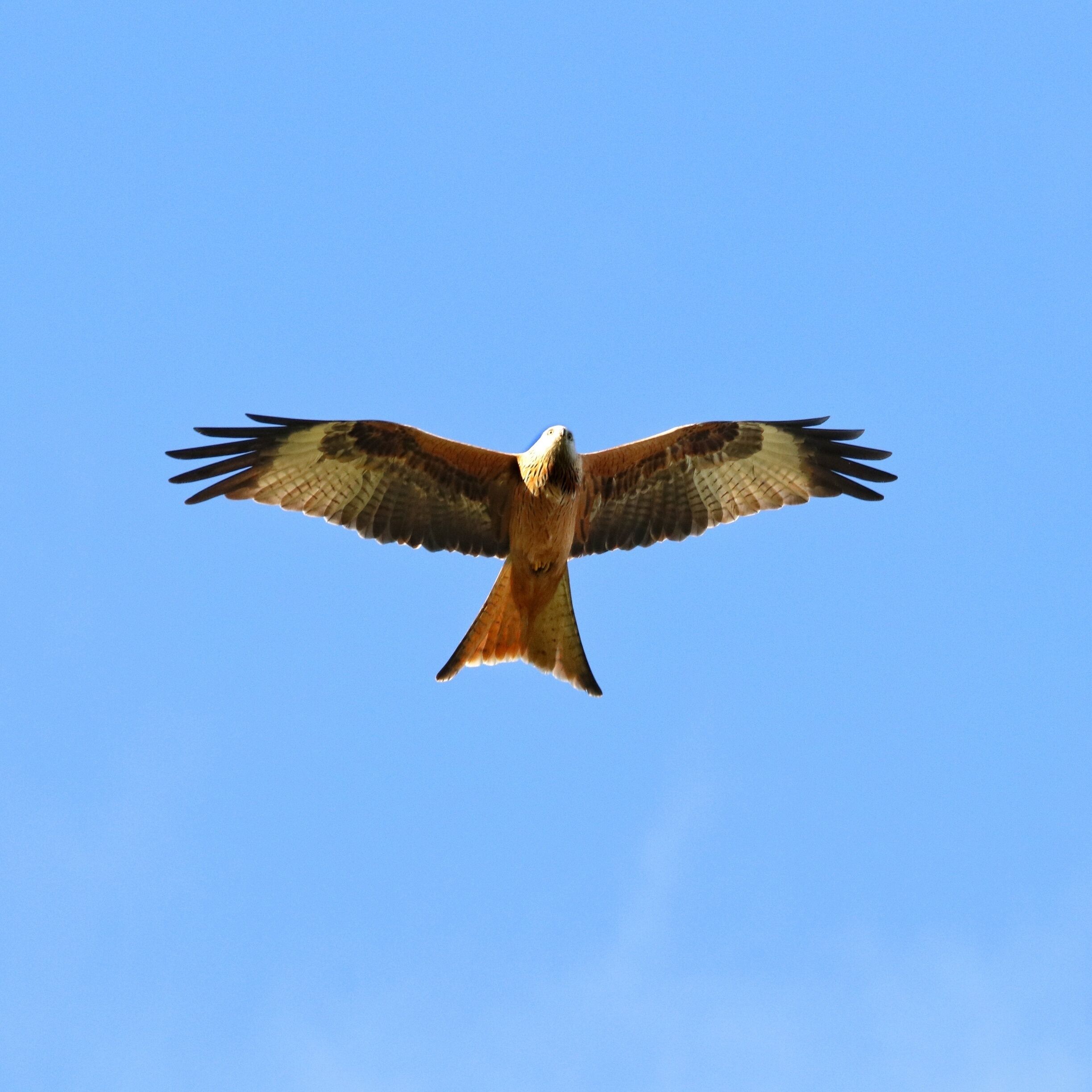 Taken at the red kite trail in galloway