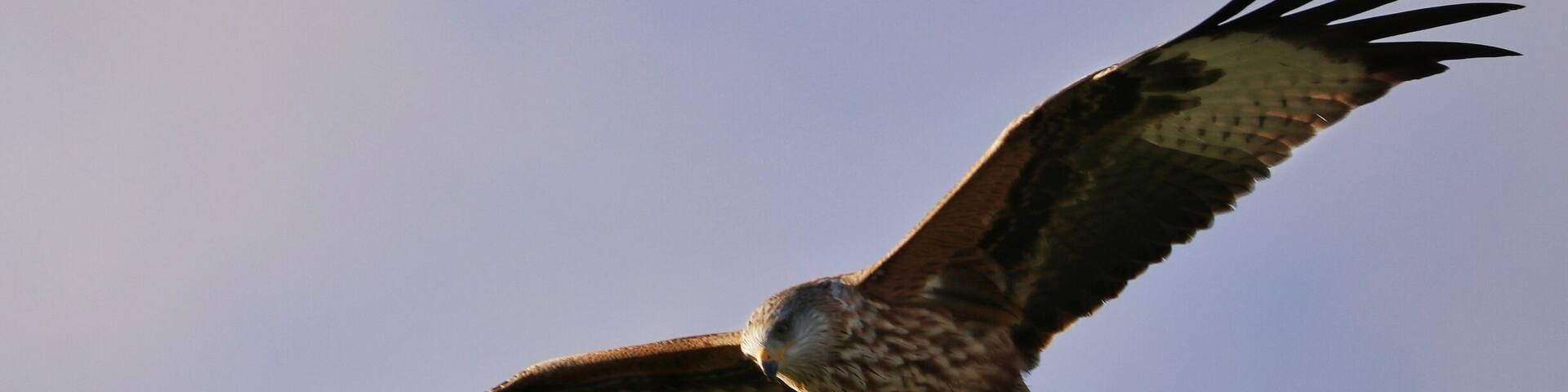 Red kite on the red kite trail at bellymack farm