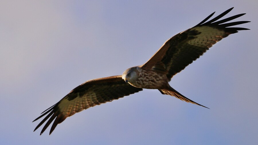 Red kite on the red kite trail at bellymack farm