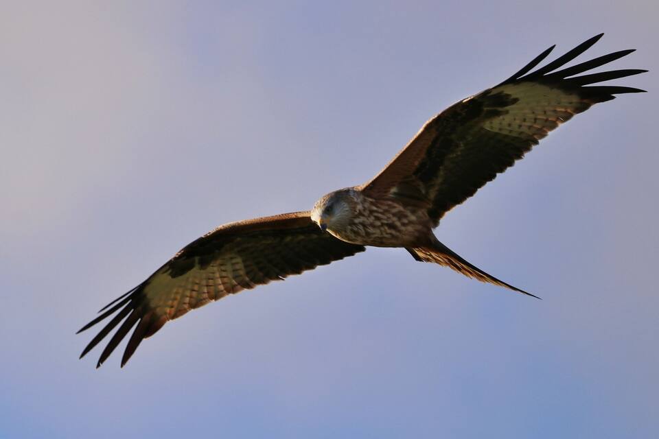 A bird of prey in flight against a clear sky.