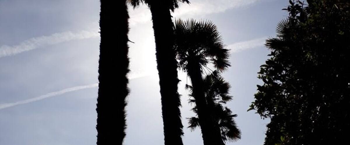 Malibu or Logan Botanic Garden?! Who can say...