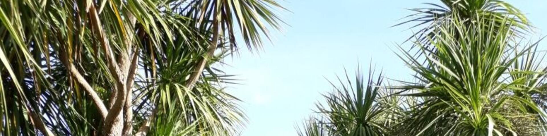 A sub-tropical walk on a semi-tropical day...