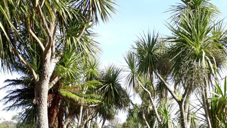 A sub-tropical walk on a semi-tropical day...