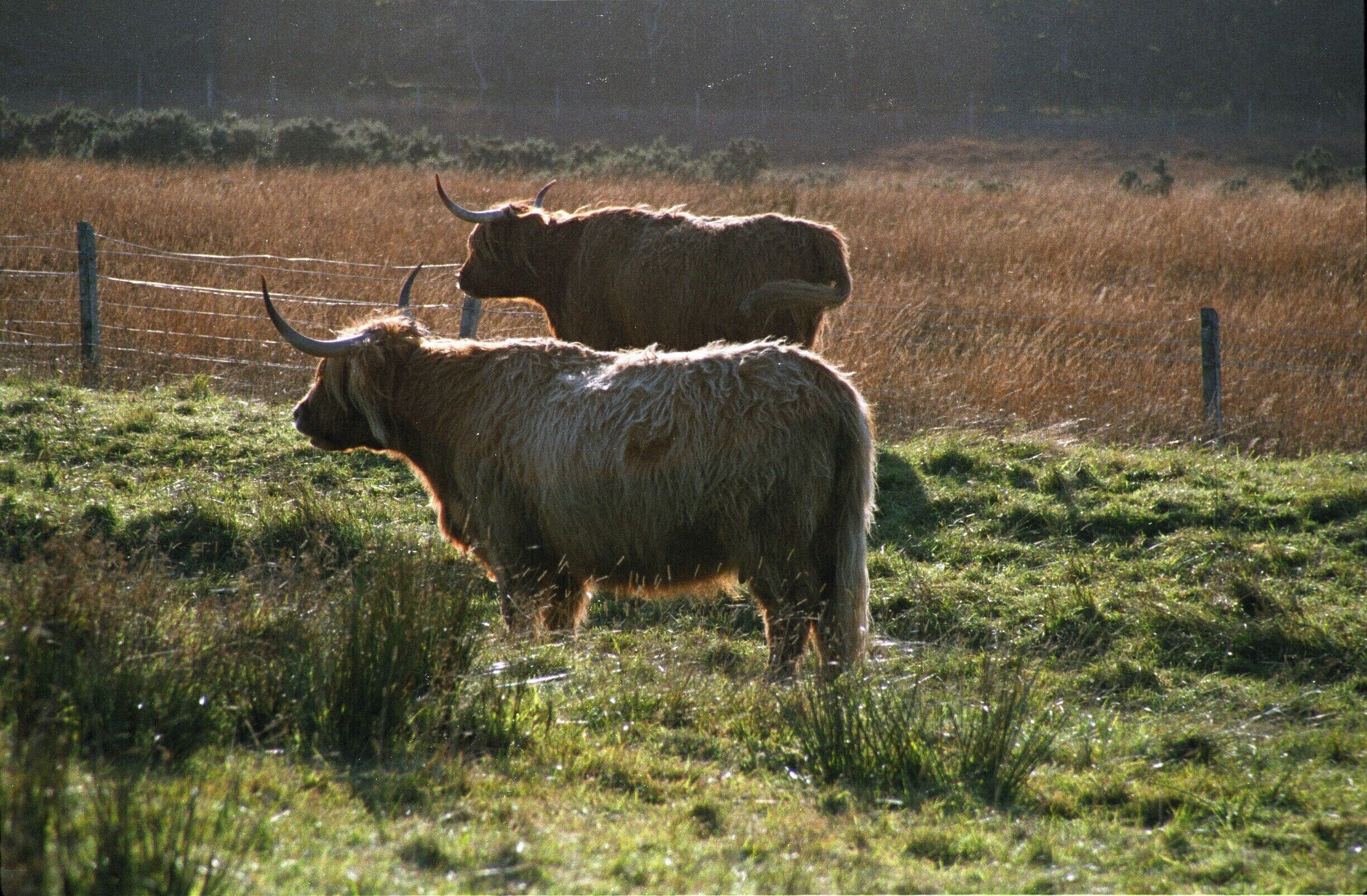 Heilan Coos at Duart Castle.