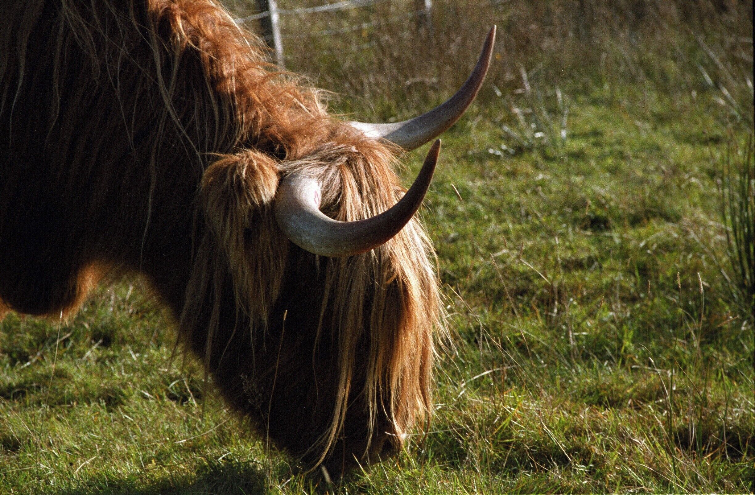 Heilan Coo!
