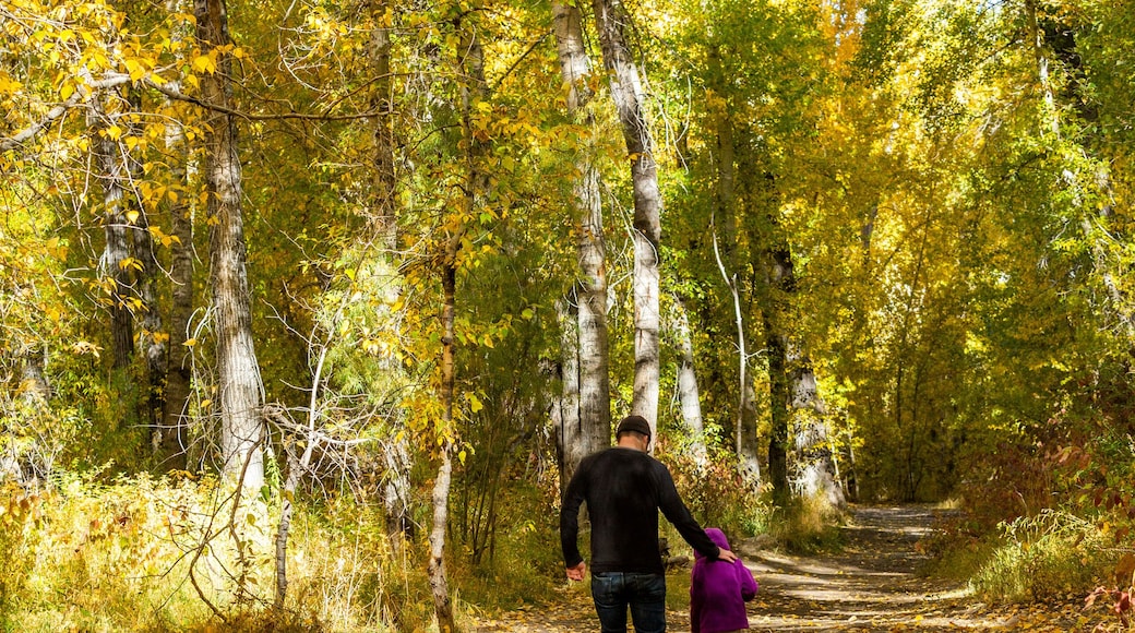 USA, Idaho, Hailey, Father and daughter (6-7) walk through forest in fall