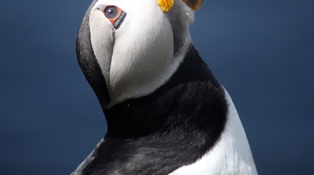 I highly recommend the Puffin boat tour with Turus Mara on the island of Mull. If you are staying in Oban you can book at the ferry terminal which includes a ferry to Mull, shuttle across Mull to the harbour to meet the tour boat. Remember to pack a lunch.
Words cannot describe the experience of having a few hours seeing these beautiful birds so close up and so many.
The photo shows one looking up watching a seagull glide across the cliff top.
There are also fulmars and razorbills.
You will also be taken to Fingals Cave on the island of Staffa.
