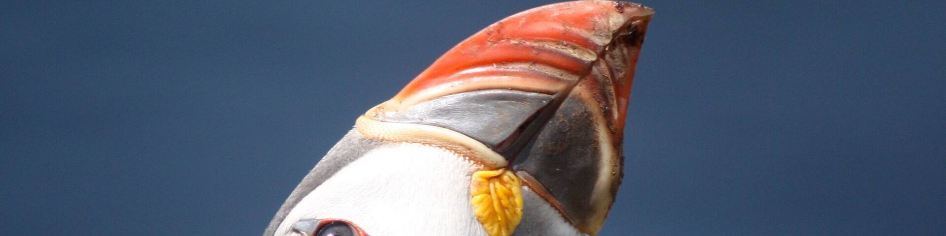 I highly recommend the Puffin boat tour with Turus Mara on the island of Mull. If you are staying in Oban you can book at the ferry terminal which includes a ferry to Mull, shuttle across Mull to the harbour to meet the tour boat. Remember to pack a lunch.
Words cannot describe the experience of having a few hours seeing these beautiful birds so close up and so many.
The photo shows one looking up watching a seagull glide across the cliff top.
There are also fulmars and razorbills.
You will also be taken to Fingals Cave on the island of Staffa.
