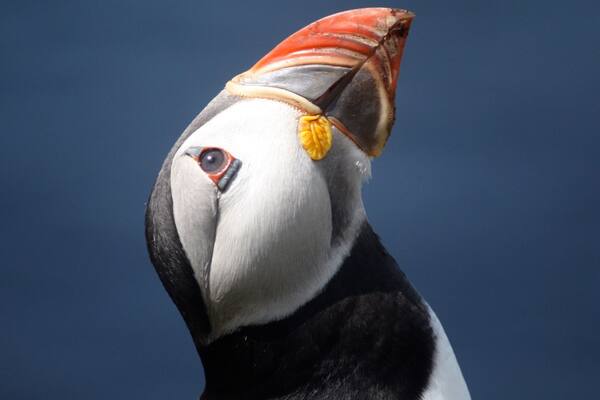 I highly recommend the Puffin boat tour with Turus Mara on the island of Mull. If you are staying in Oban you can book at the ferry terminal which includes a ferry to Mull, shuttle across Mull to the harbour to meet the tour boat. Remember to pack a lunch.
Words cannot describe the experience of having a few hours seeing these beautiful birds so close up and so many.
The photo shows one looking up watching a seagull glide across the cliff top.
There are also fulmars and razorbills.
You will also be taken to Fingals Cave on the island of Staffa.
