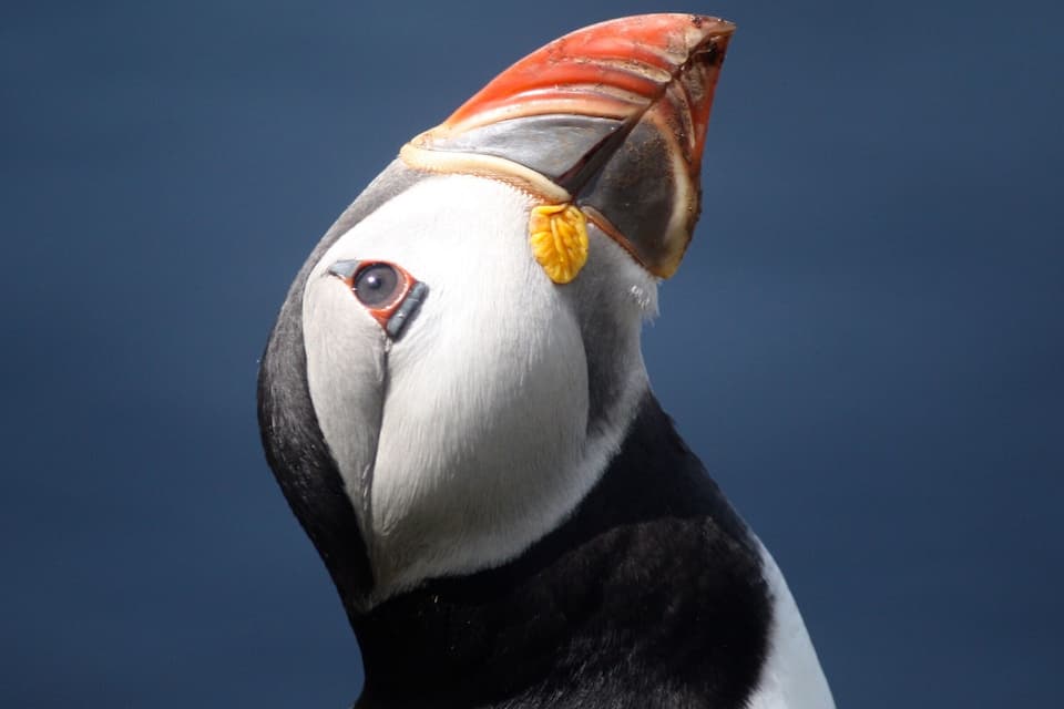 A puffin with a distinctive orange beak and yellow feet.