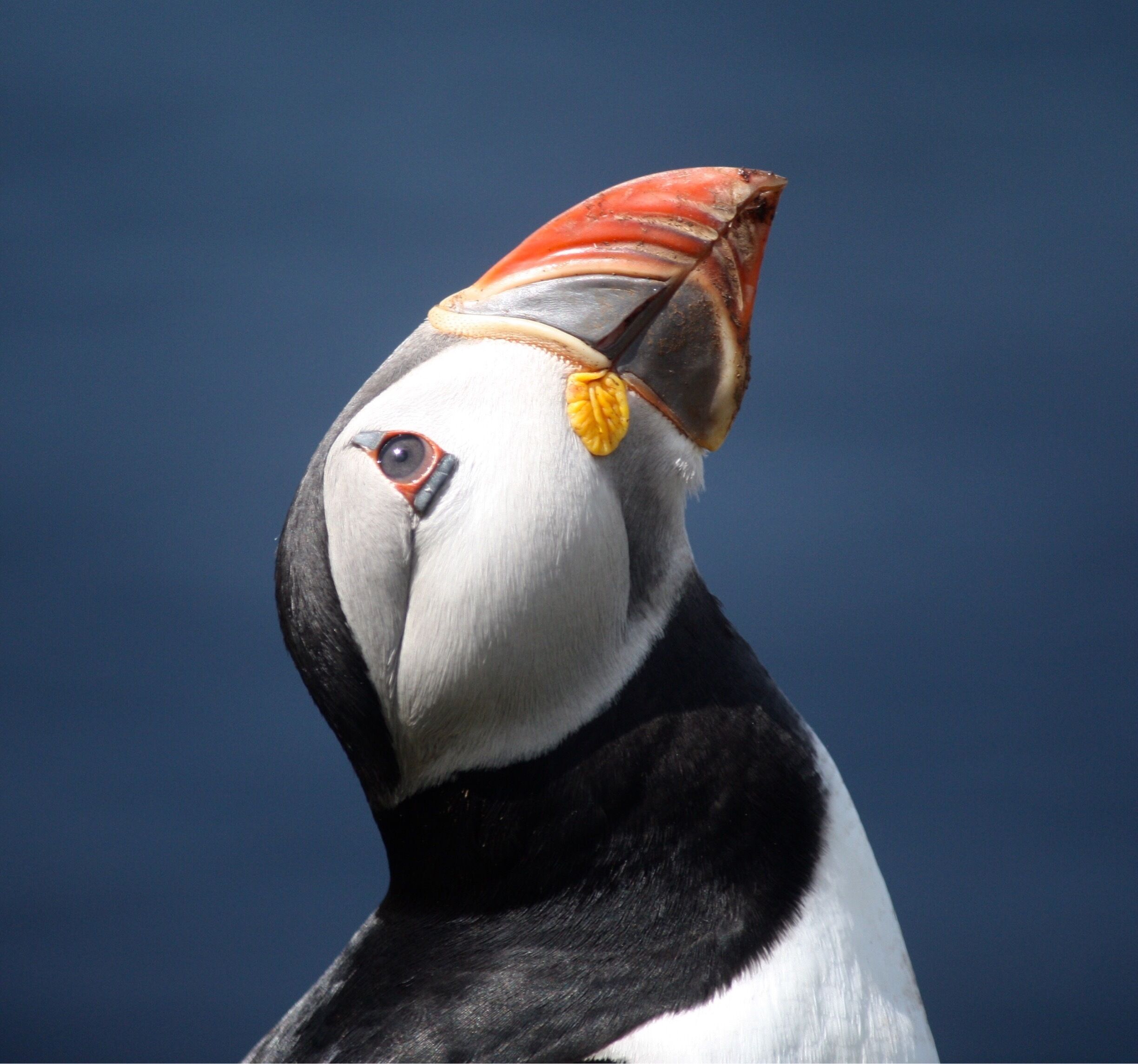 A puffin with a distinctive orange beak and yellow feet.
