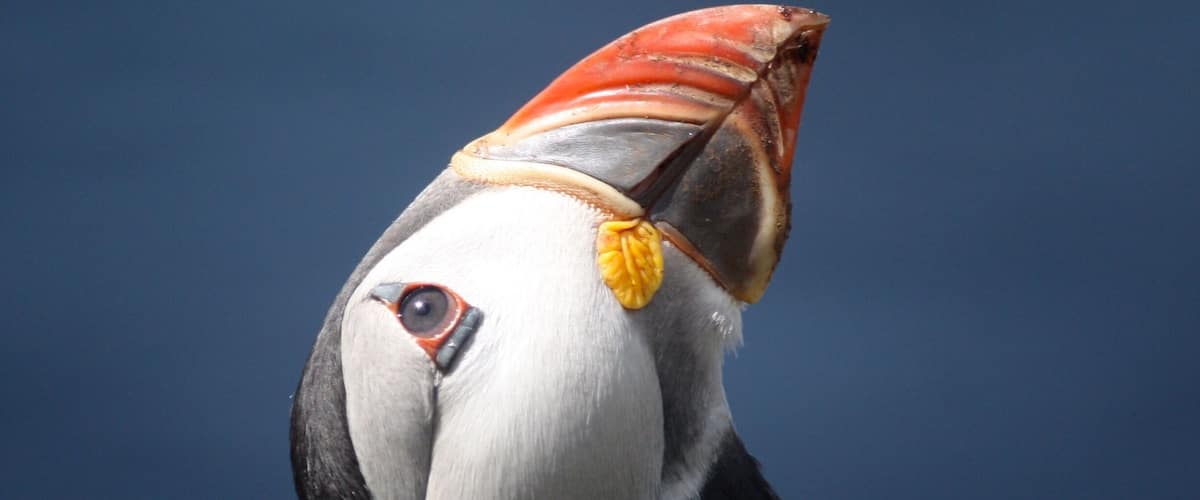 A puffin with a distinctive orange beak and yellow feet.
