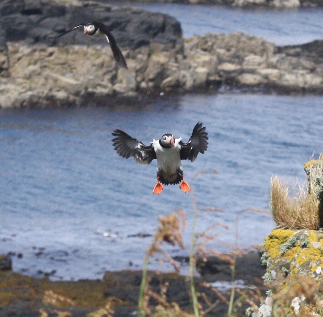 Crazy landing technique! If you are on the west coast of Scotland this is well worth the time and money. We booked with Turus Mara who are on the Isle of Mull. If in Oban you can book in the Calmac ferry terminal and for a few extra pounds you can book a package that includes Ferry to Mull, shuttle bus across the island to the harbour to meet the tour boat. It takes about an hour to reach Lunga where you will have a few hours to get up close to hundreds of Puffins. They are fantastic and not afraid, they just go about their business. If the time is right for their young to be in the burrows you can hear them calling out. My friend thought it was a grass strimmer. We were here June 16th which I think is the very beginning of the eggs hatching. This is also when you can see them with sand eels in their beaks. 
#BVSBlue