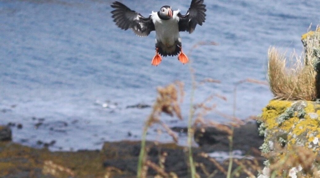Crazy landing technique! If you are on the west coast of Scotland this is well worth the time and money. We booked with Turus Mara who are on the Isle of Mull. If in Oban you can book in the Calmac ferry terminal and for a few extra pounds you can book a package that includes Ferry to Mull, shuttle bus across the island to the harbour to meet the tour boat. It takes about an hour to reach Lunga where you will have a few hours to get up close to hundreds of Puffins. They are fantastic and not afraid, they just go about their business. If the time is right for their young to be in the burrows you can hear them calling out. My friend thought it was a grass strimmer. We were here June 16th which I think is the very beginning of the eggs hatching. This is also when you can see them with sand eels in their beaks.
#BVSBlue