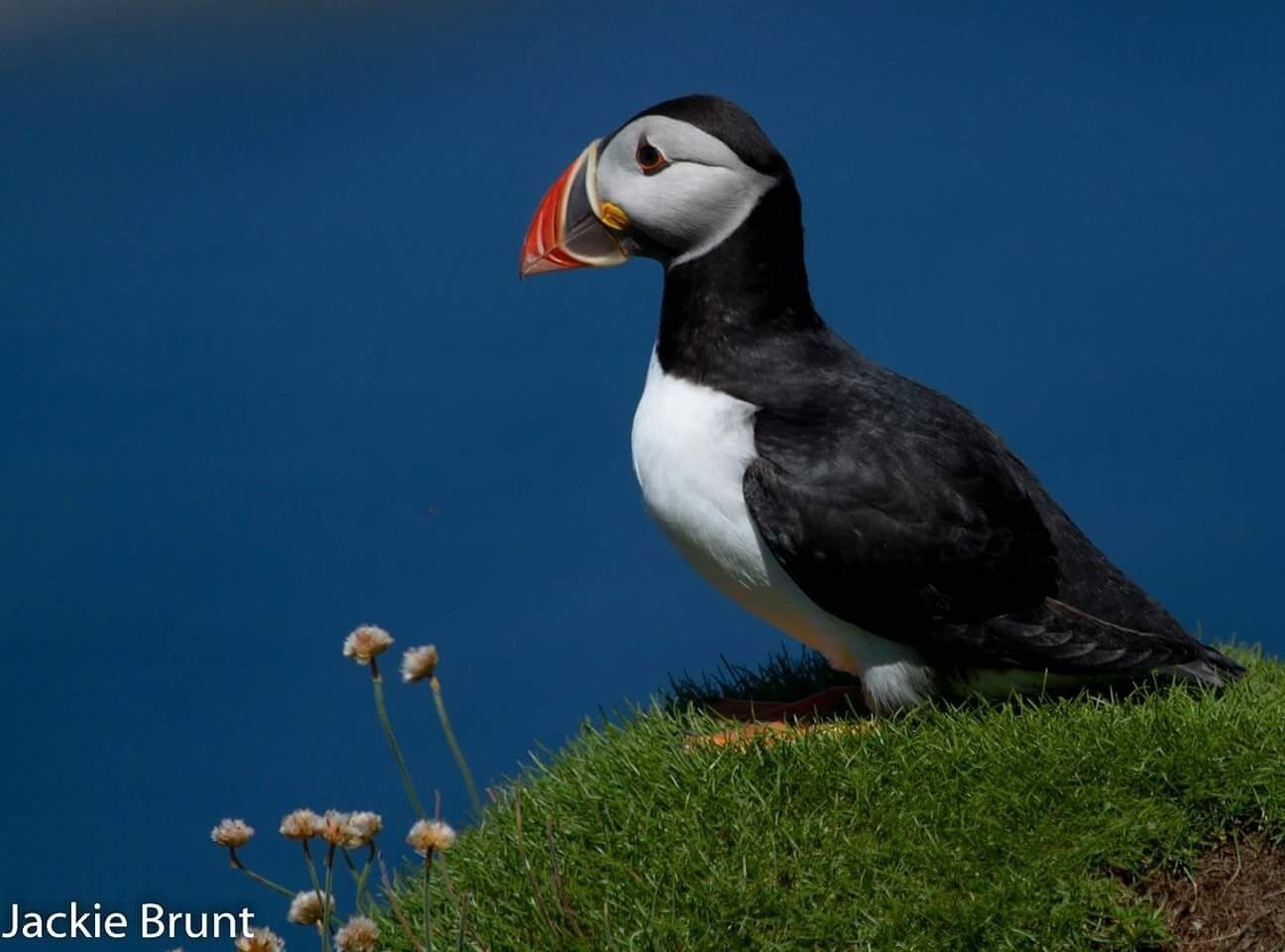 All alone, magical place on Lunga, off coast of Isle of Mull. Puffin paradise