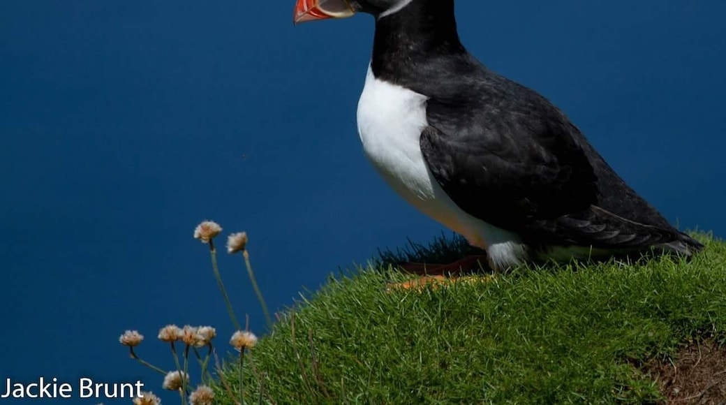 All alone, magical place on Lunga, off coast of Isle of Mull. Puffin paradise