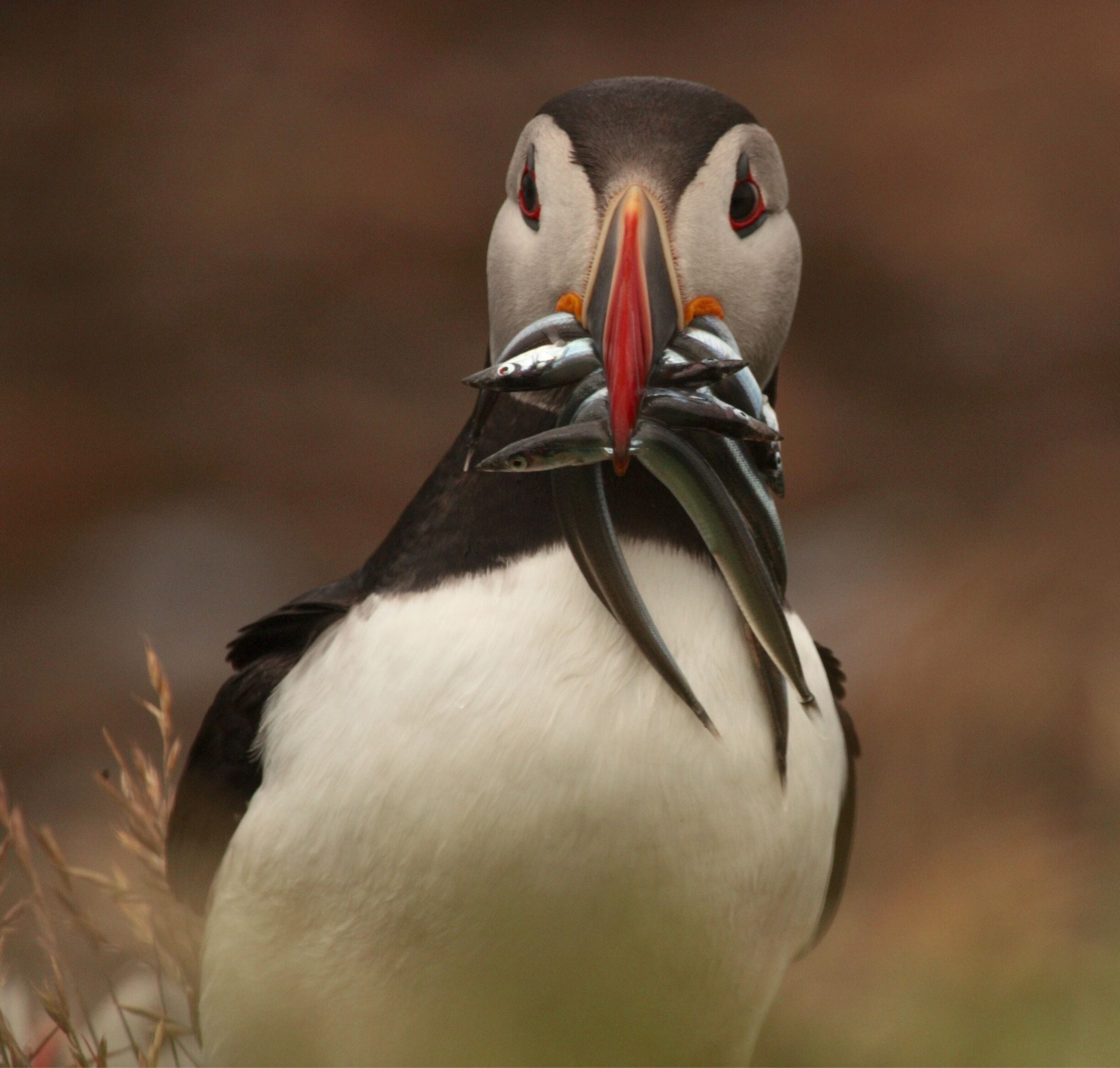 Puffins Galore
We just returned from a boat tour from Oban, Scotland to the uninhabited island of Lunga. Well I say uninhabited,  at least not people, but birds rule the place. We went to see Puffins and we saw hundreds and very close up. This trip exceeded my expectations at least trifold. 
We booked with Turus Mara, they operate from the Isle of Mull. Since we were in Oban they directed us to a tour service in the Oban ferry terminal who organised it all for us for a small extra fee. This made it extremely easy to book. Our ticket included the ferry from Oban to Mull, which was met by a clearly marked shuttle van which took us across the island to the tour boat. 
We were all dropped off on Lunga which requires you to scramble across large slippery rocks (if low tide they are wet and slippery) climb a moderately well marked steep hill and then be prepared to be amazed. Hundreds of Puffins line the top of a cliff right there. WOW!  
The tour also takes you to Staffa Island and Fingals Cave. 
Highly recommend this tour.