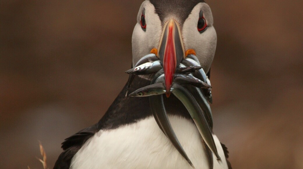Puffins Galore
We just returned from a boat tour from Oban, Scotland to the uninhabited island of Lunga. Well I say uninhabited, at least not people, but birds rule the place. We went to see Puffins and we saw hundreds and very close up. This trip exceeded my expectations at least trifold.
We booked with Turus Mara, they operate from the Isle of Mull. Since we were in Oban they directed us to a tour service in the Oban ferry terminal who organised it all for us for a small extra fee. This made it extremely easy to book. Our ticket included the ferry from Oban to Mull, which was met by a clearly marked shuttle van which took us across the island to the tour boat.
We were all dropped off on Lunga which requires you to scramble across large slippery rocks (if low tide they are wet and slippery) climb a moderately well marked steep hill and then be prepared to be amazed. Hundreds of Puffins line the top of a cliff right there. WOW!
The tour also takes you to Staffa Island and Fingals Cave.
Highly recommend this tour.