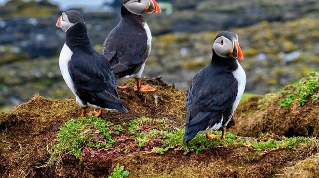 I encountered these cute and funny #birds on the Lunga island, #Scotland.
The Atlantic puffins return to the coastal areas starting from April for breeding. They nest in clifftop colonies, digging a burrow in soft soil.
The good thing is they are not afraid of humans at all. On the contrary they are aware that their predators, sea gulls, are afraid of humans, thus the puffins move freely when humans are around. So you can easily spend hours observing and admiring these little birds. #nature #springfun #animals