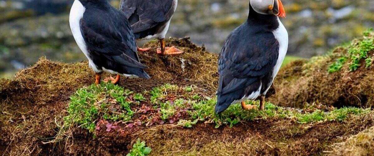 I encountered these cute and funny #birds on the Lunga island, #Scotland.
The Atlantic puffins return to the coastal areas starting from April for breeding. They nest in clifftop colonies, digging a burrow in soft soil.
The good thing is they are not afraid of humans at all. On the contrary they are aware that their predators, sea gulls, are afraid of humans, thus the puffins move freely when humans are around. So you can easily spend hours observing and admiring these little birds. #nature #springfun #animals
