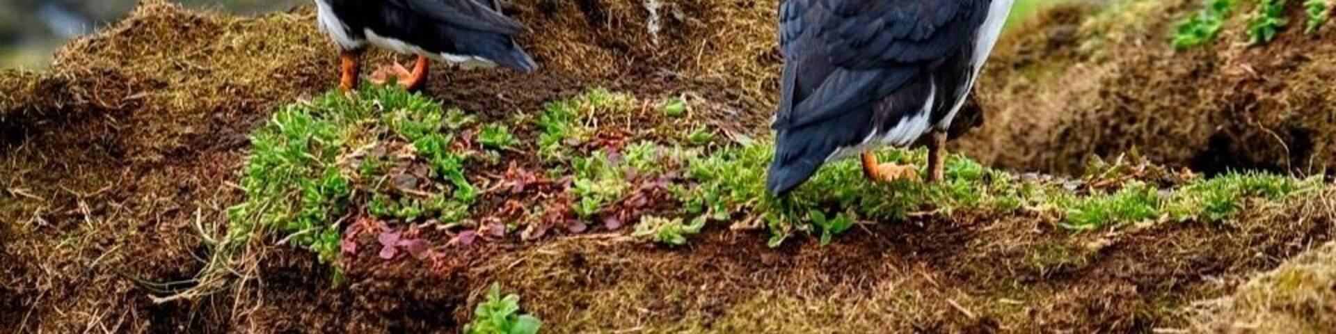 I encountered these cute and funny #birds on the Lunga island, #Scotland.
The Atlantic puffins return to the coastal areas starting from April for breeding. They nest in clifftop colonies, digging a burrow in soft soil.
The good thing is they are not afraid of humans at all. On the contrary they are aware that their predators, sea gulls, are afraid of humans, thus the puffins move freely when humans are around. So you can easily spend hours observing and admiring these little birds. #nature #springfun #animals