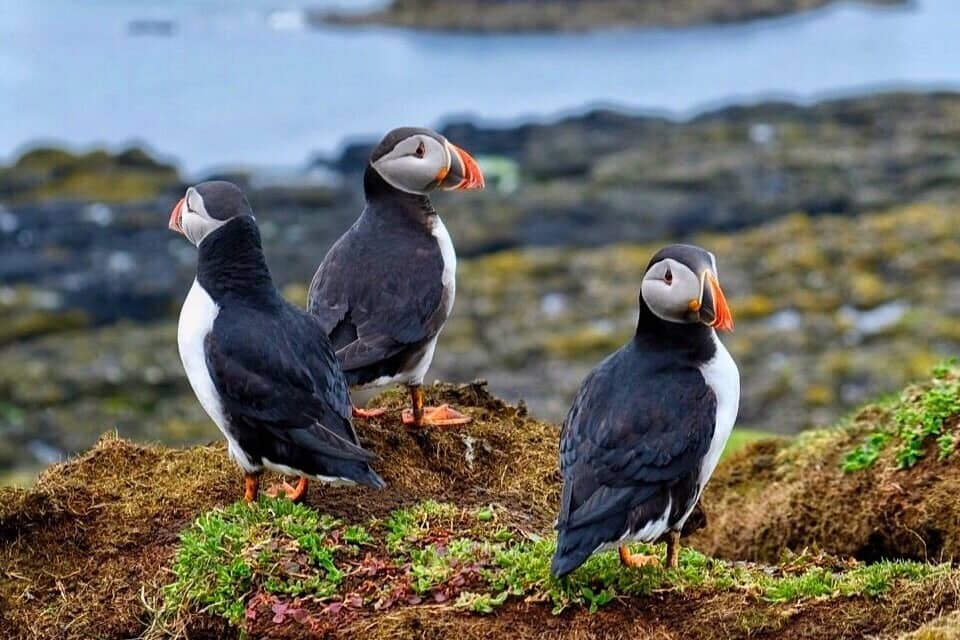 Three puffins standing on a mossy cliff by the sea.